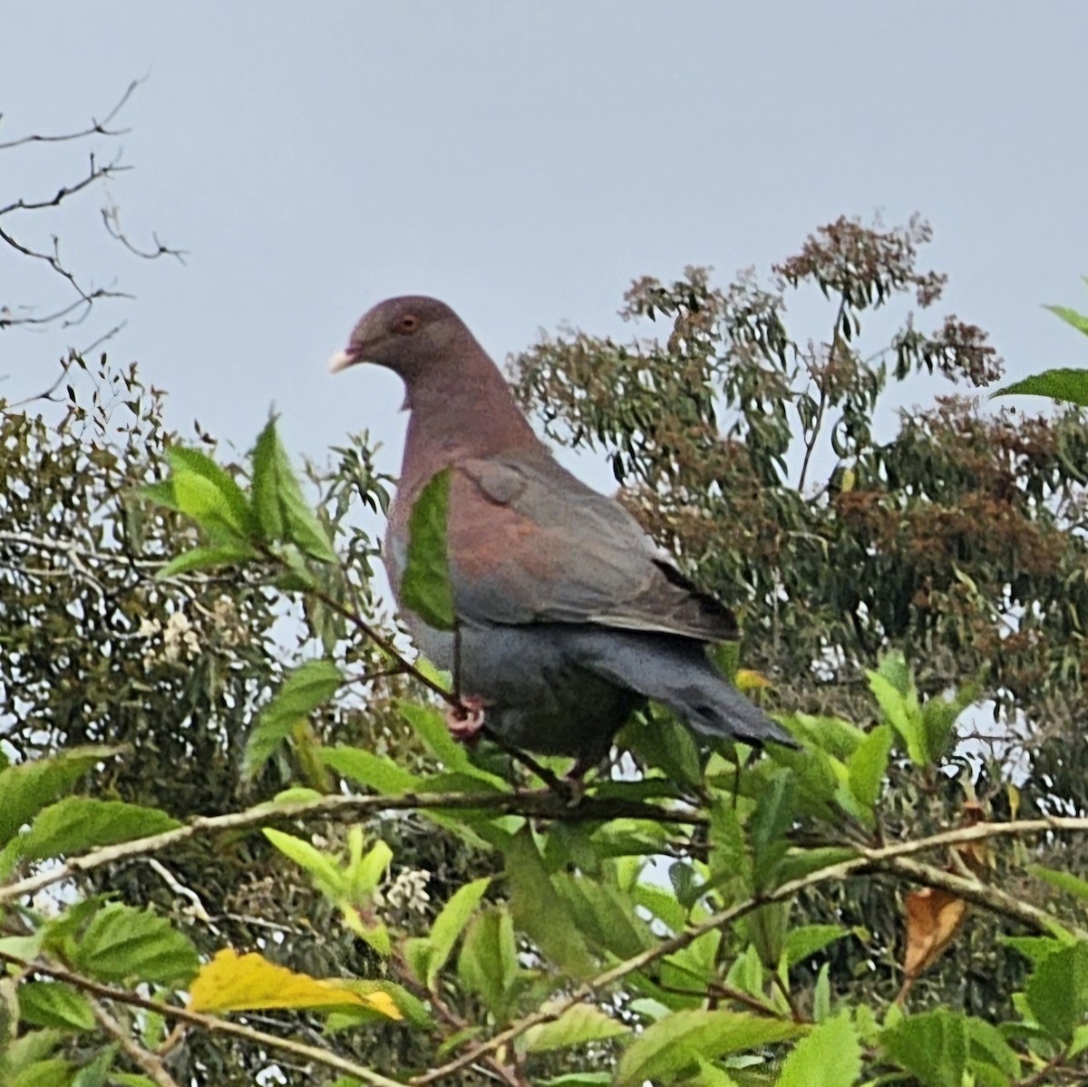 Red-billed Pigeon - ML633886327