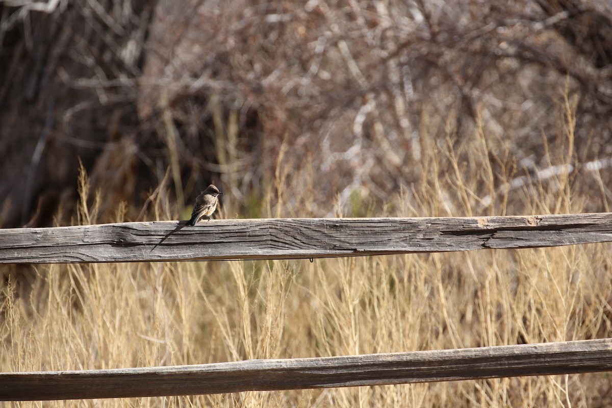 Say's Phoebe - ML633886333