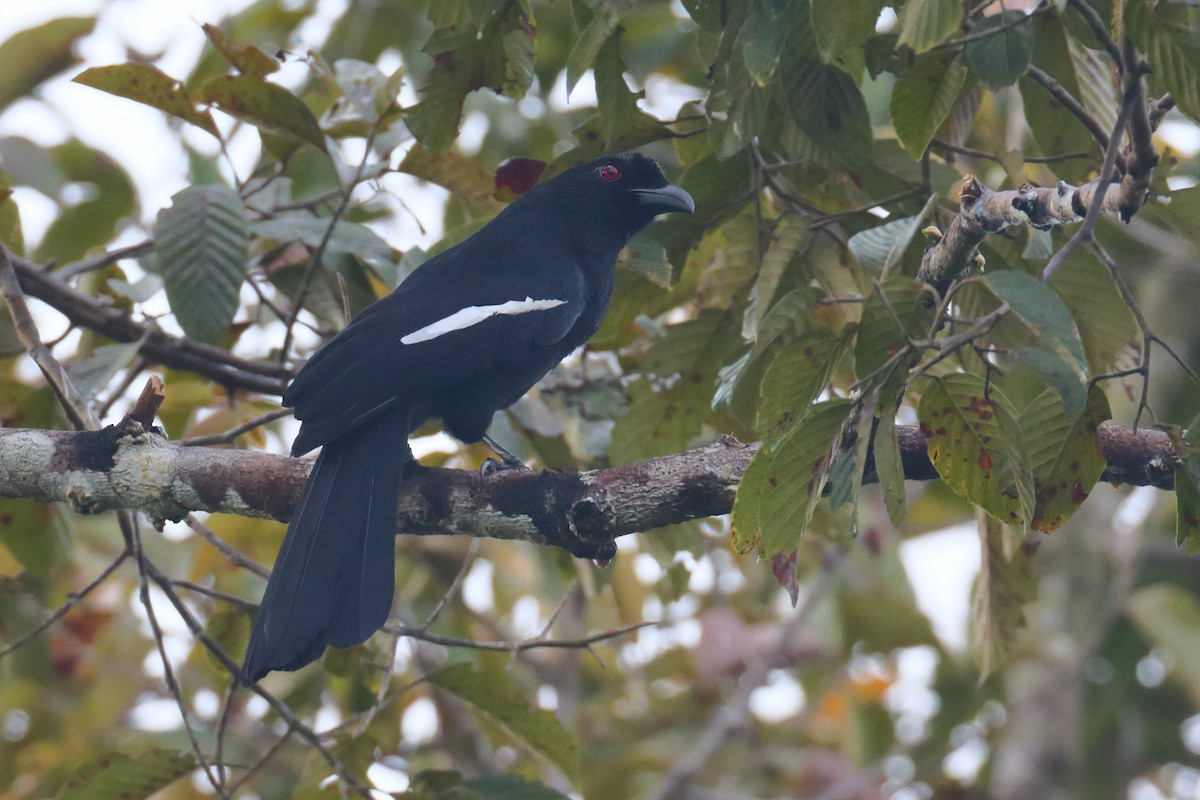 Malayan Black Magpie - ML633886377
