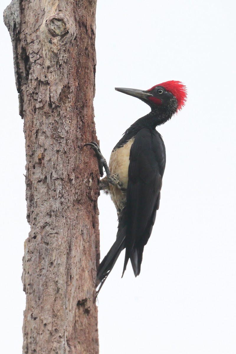 White-bellied Woodpecker - ML633886408