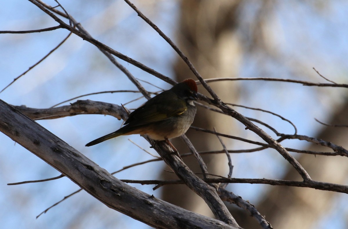 Green-tailed Towhee - ML633886456
