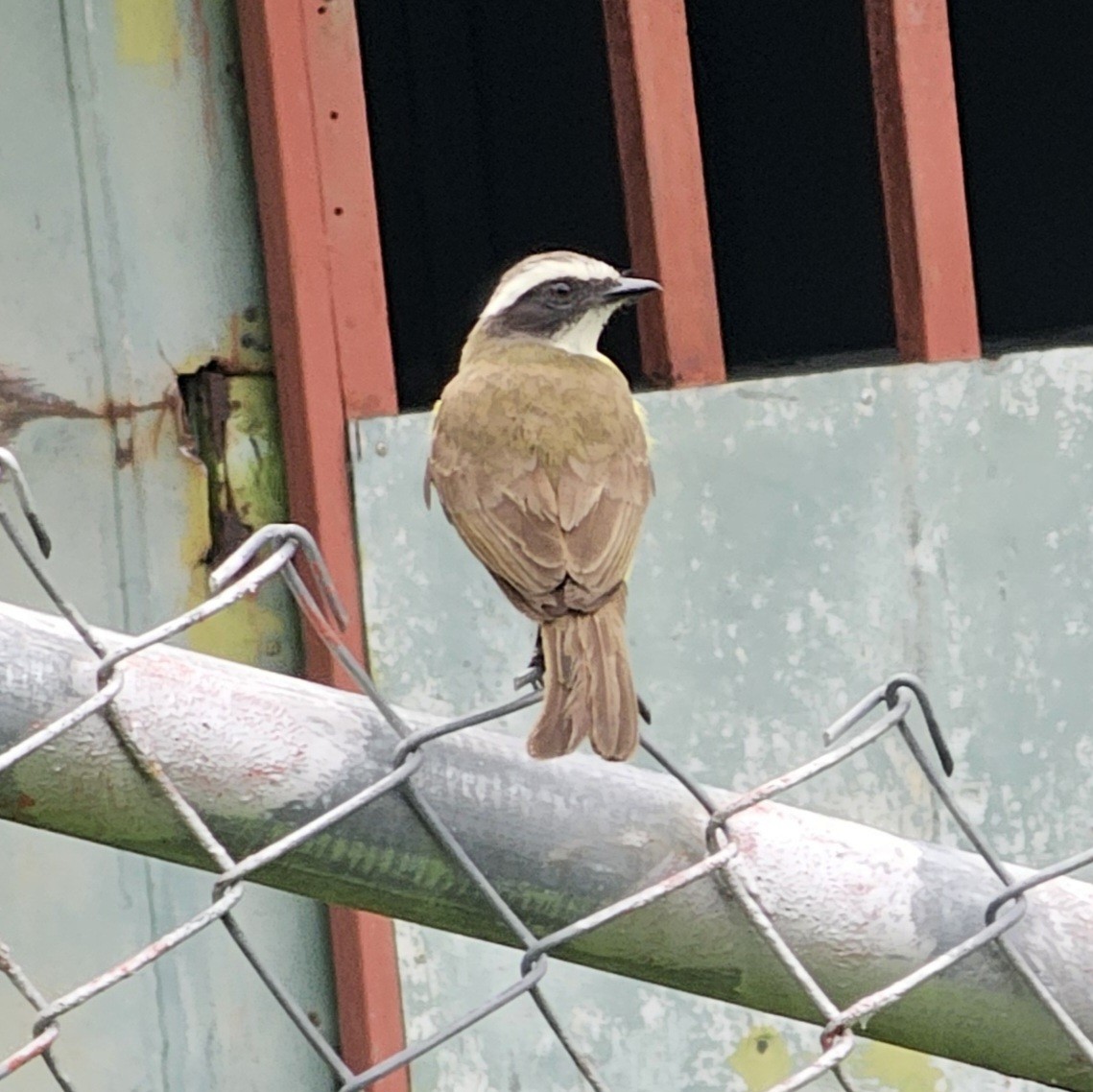 Social Flycatcher - ML633886459