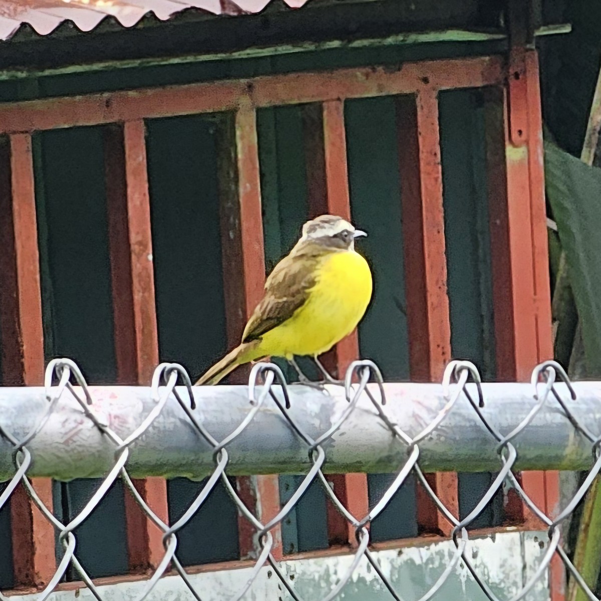 Social Flycatcher - ML633886461