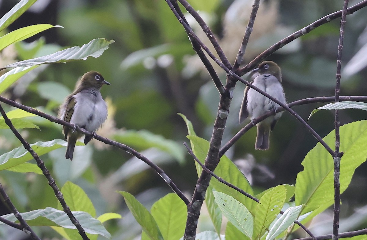 Bougainville White-eye - ML633886528