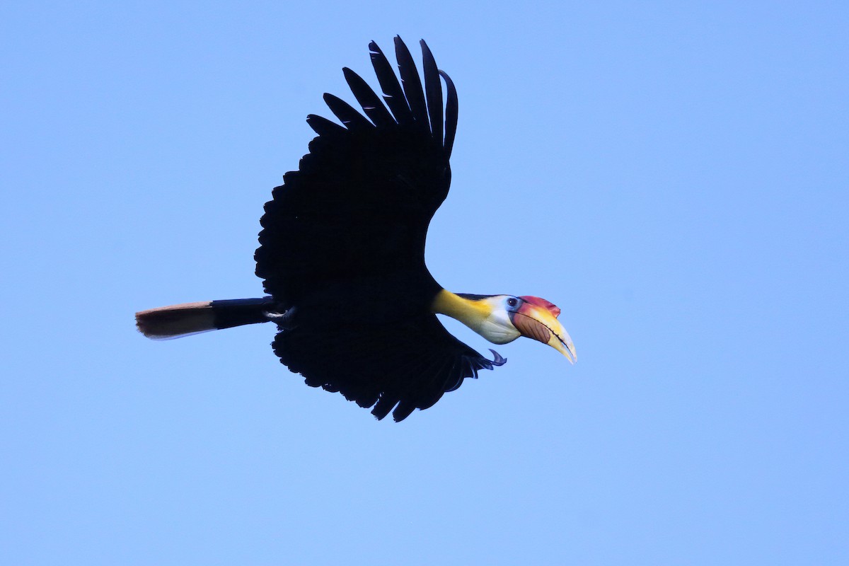 Wrinkled Hornbill - ML633886543