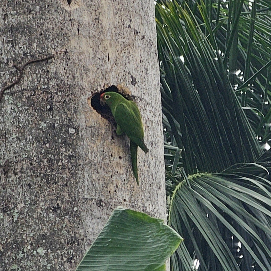 Red-lored Amazon - ML633886571
