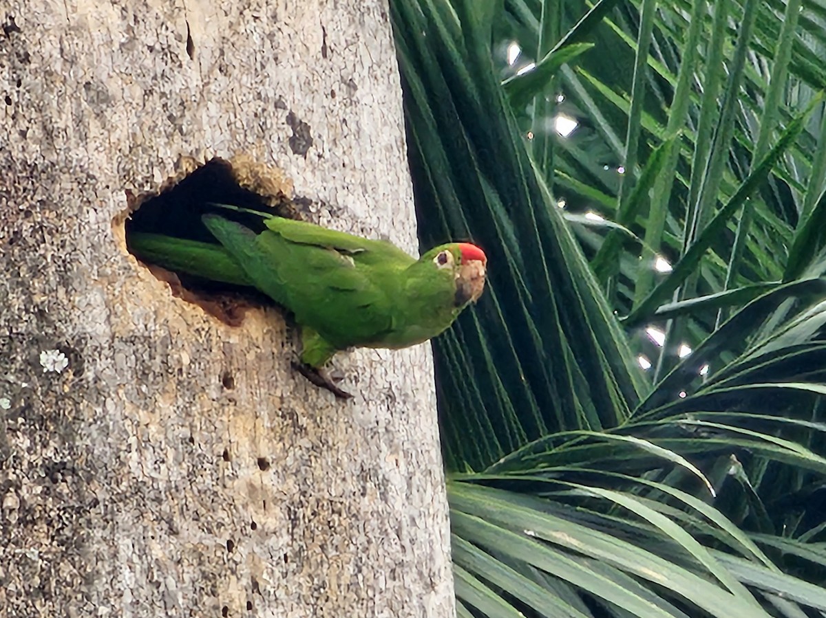 Red-lored Amazon - ML633886572