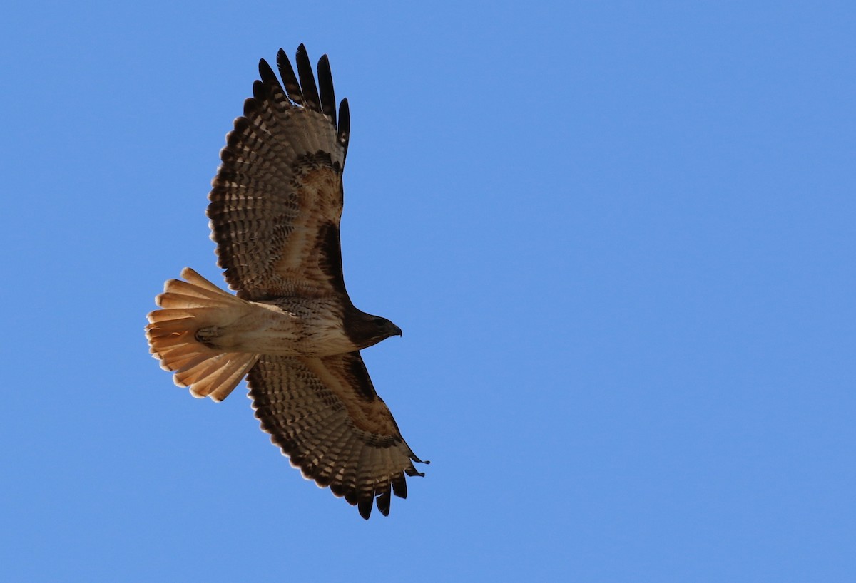 Red-tailed Hawk - ML633886590