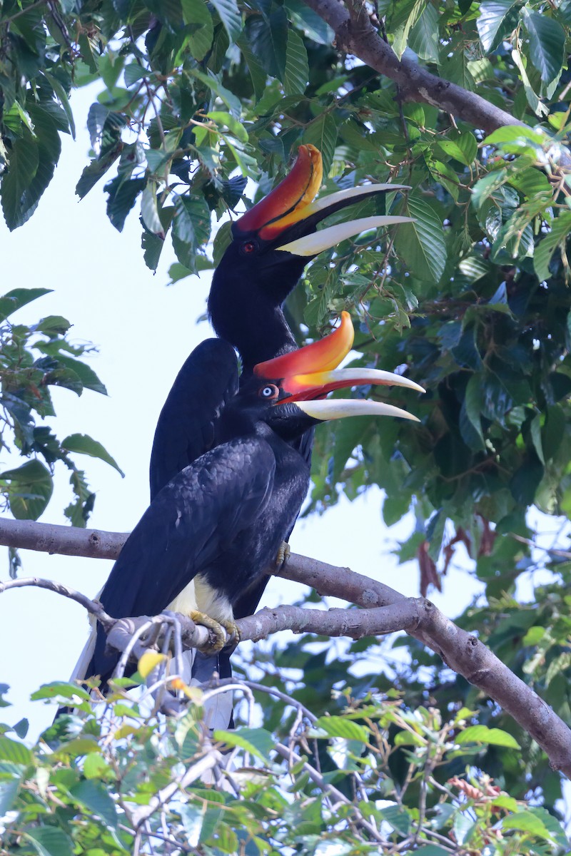 Rhinoceros Hornbill - ML633886633