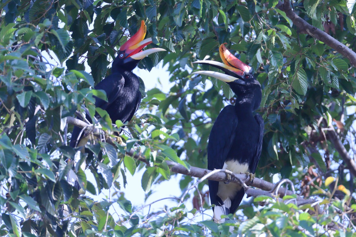 Rhinoceros Hornbill - ML633886634