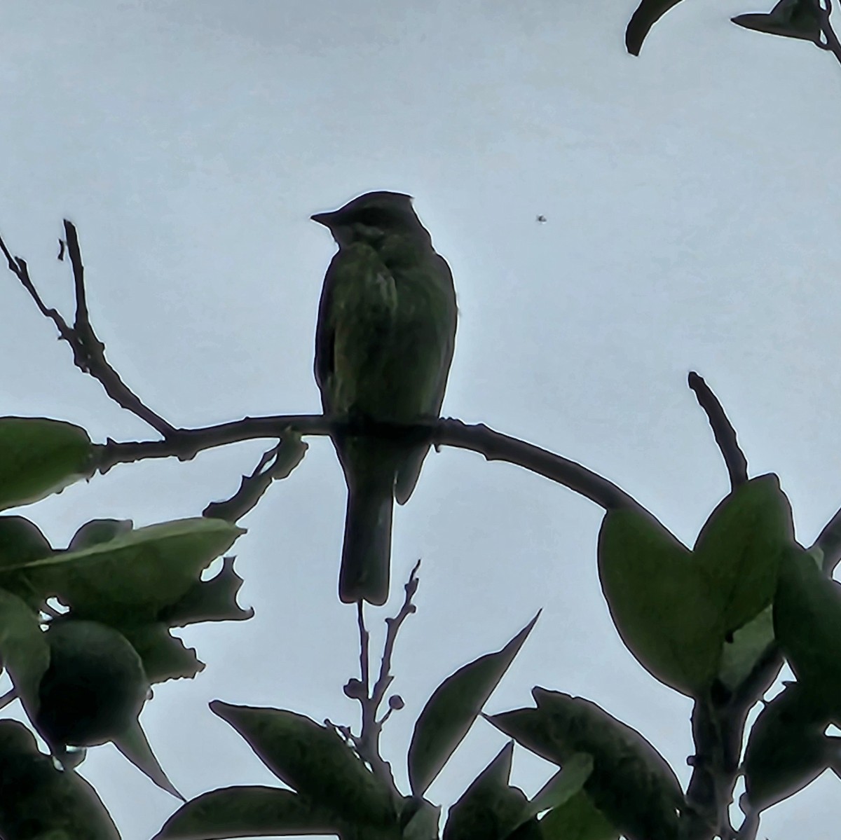 Piratic Flycatcher - ML633886659
