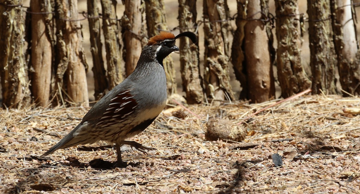 Gambel's Quail - ML633886699