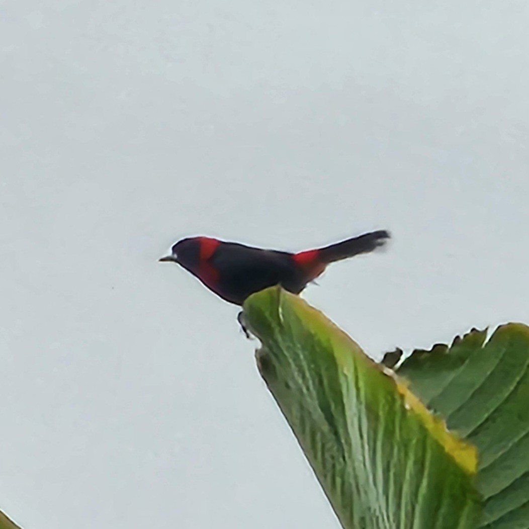 Crimson-collared Tanager - ML633886707