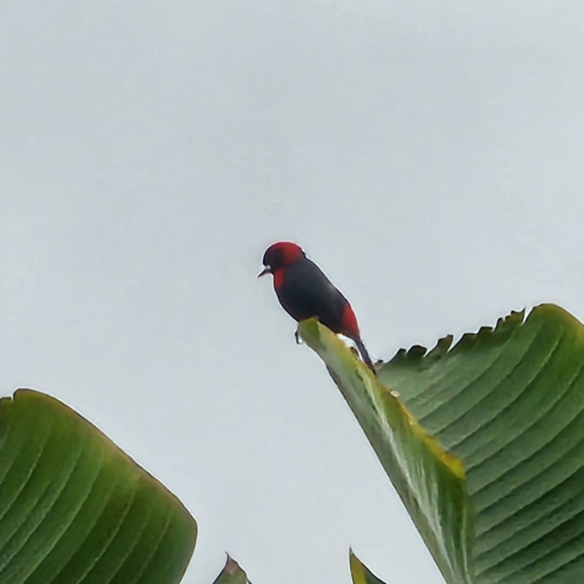 Crimson-collared Tanager - ML633886708