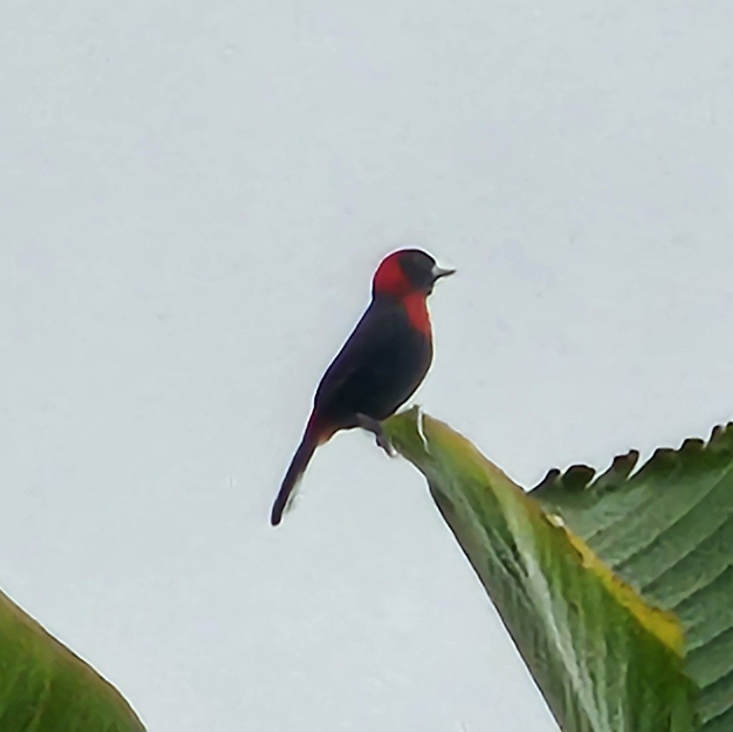 Crimson-collared Tanager - ML633886709