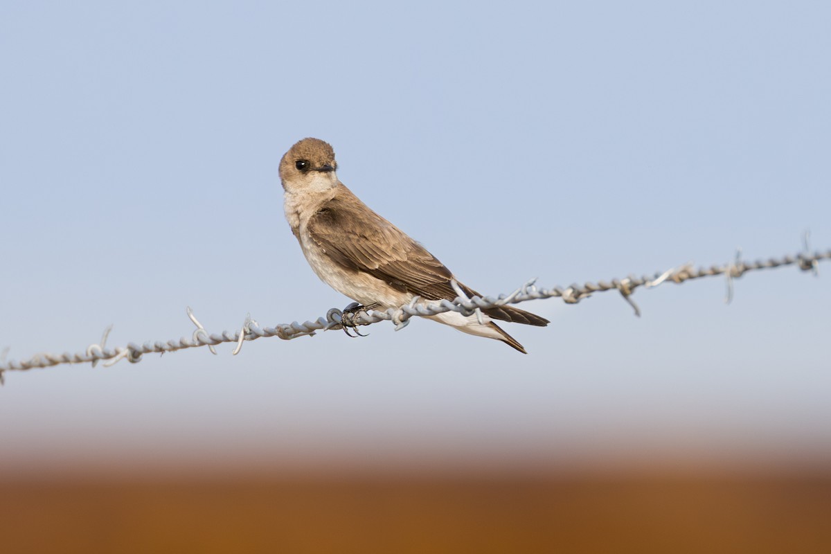 Northern Rough-winged Swallow - ML633886736
