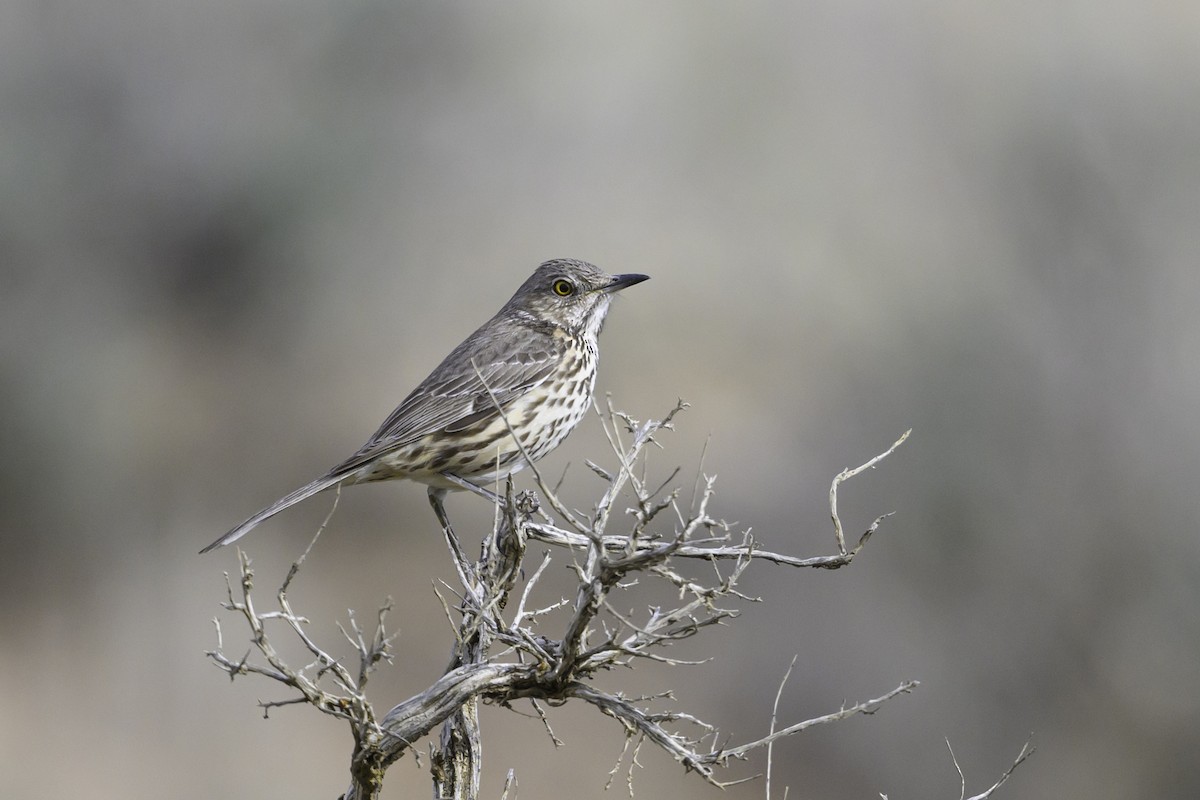 Sage Thrasher - ML633886744