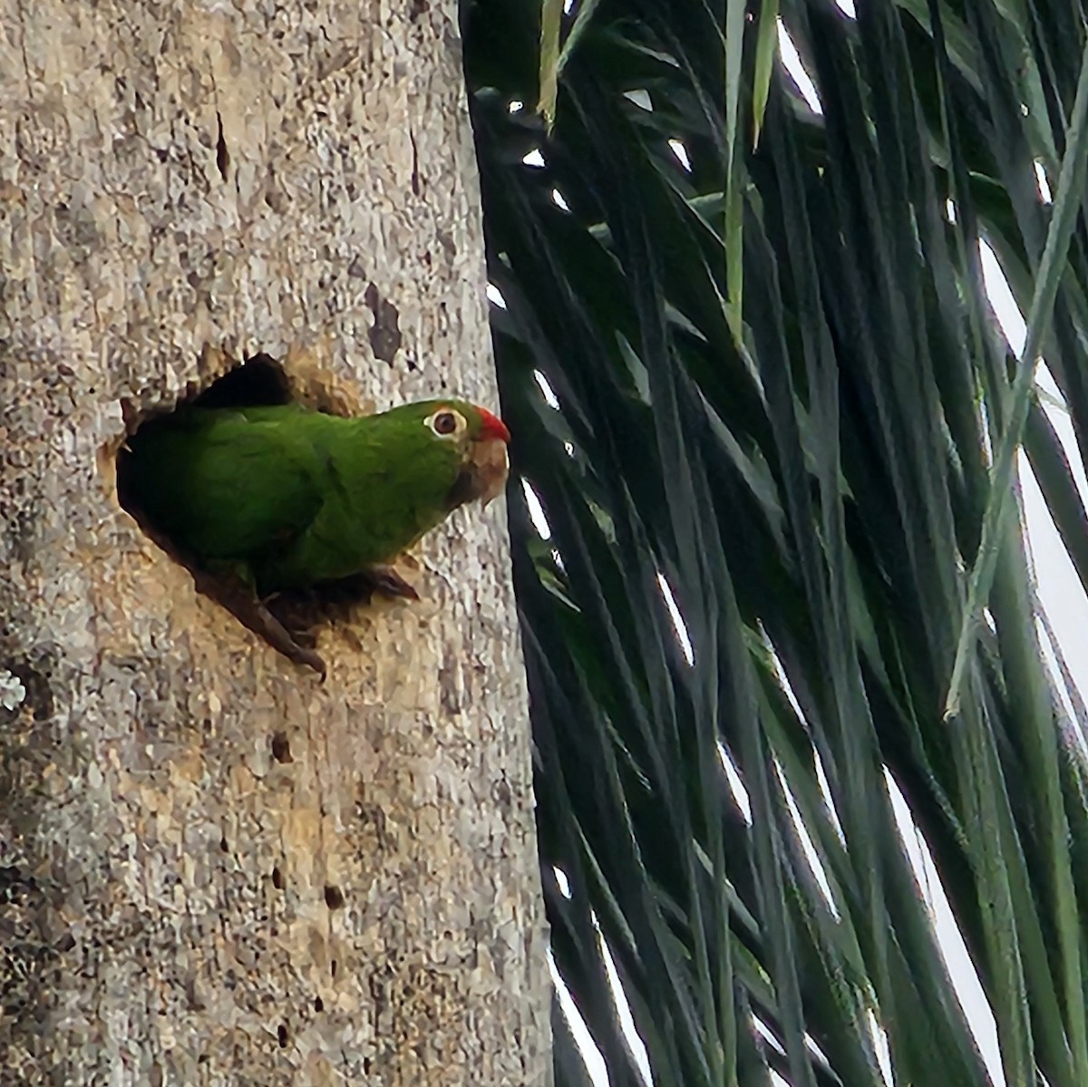 Red-lored Amazon - ML633886771