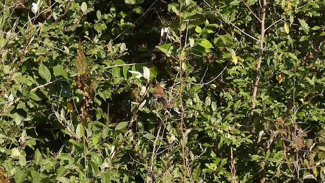 Eastern Towhee (Red-eyed) - ML633886785