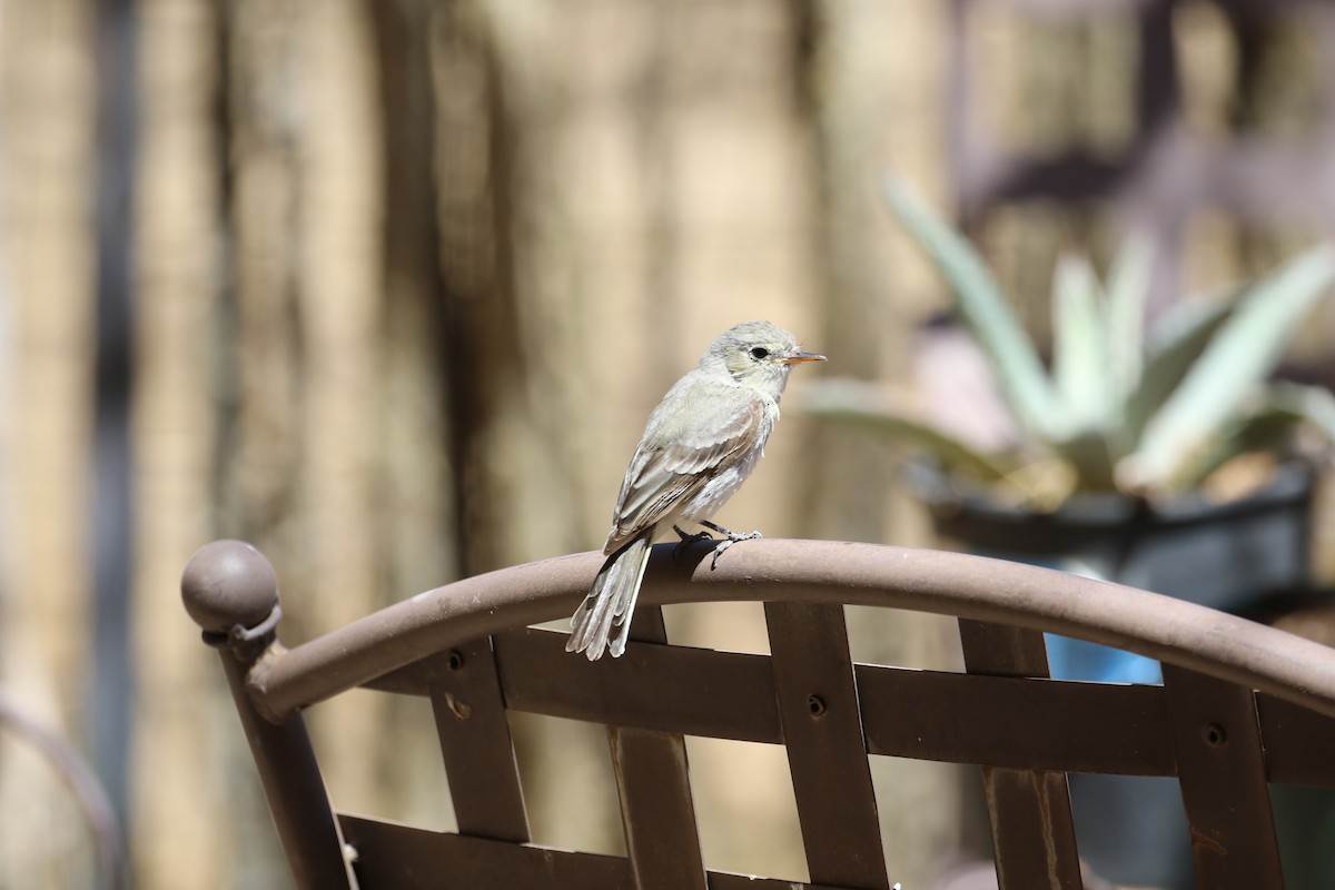 Gray Flycatcher - ML633886817