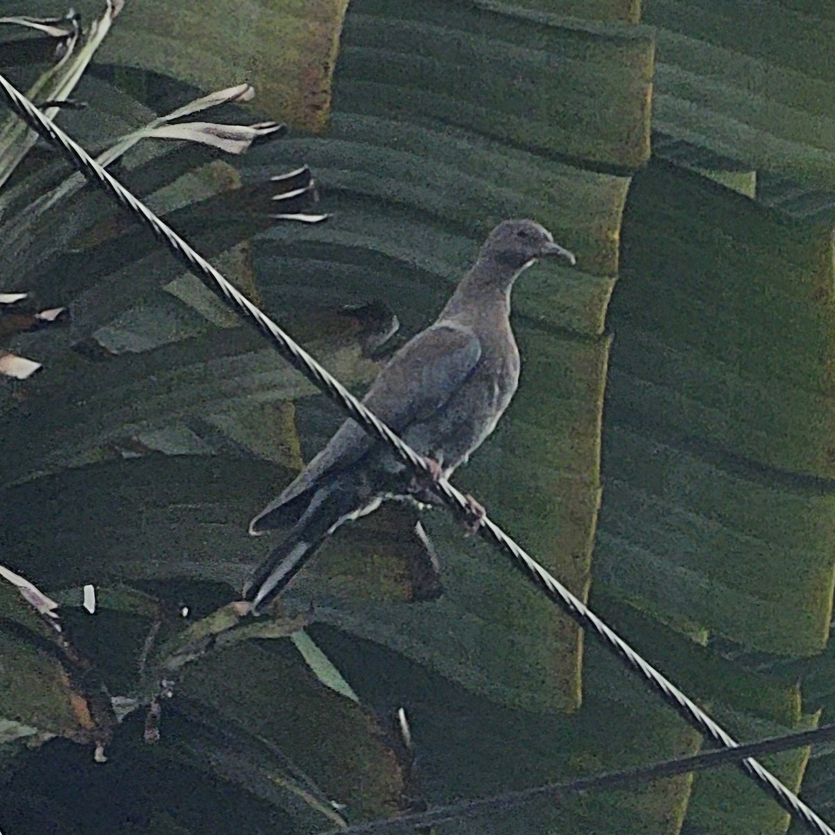 Red-billed Pigeon - ML633886819
