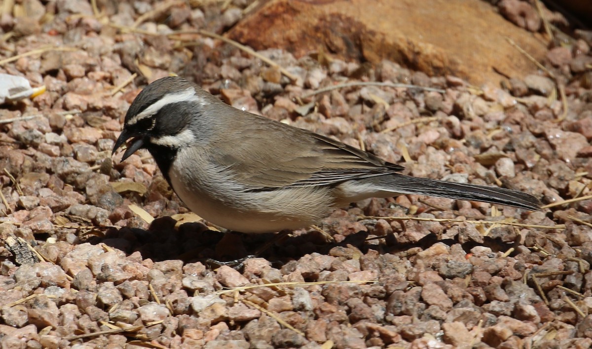 Black-throated Sparrow - ML633886914