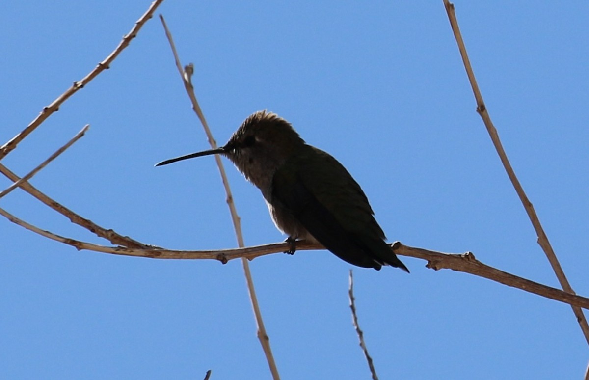 Calliope Hummingbird - ML633887176
