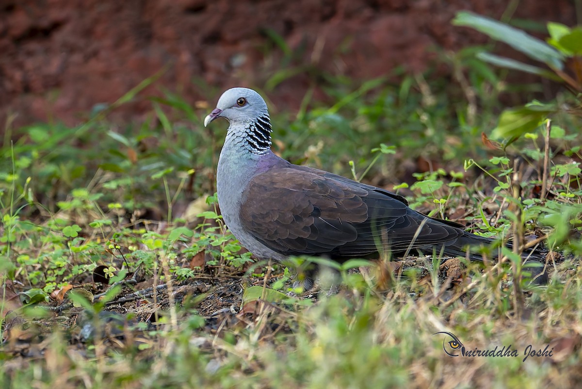 Nilgiritaube - ML633887223