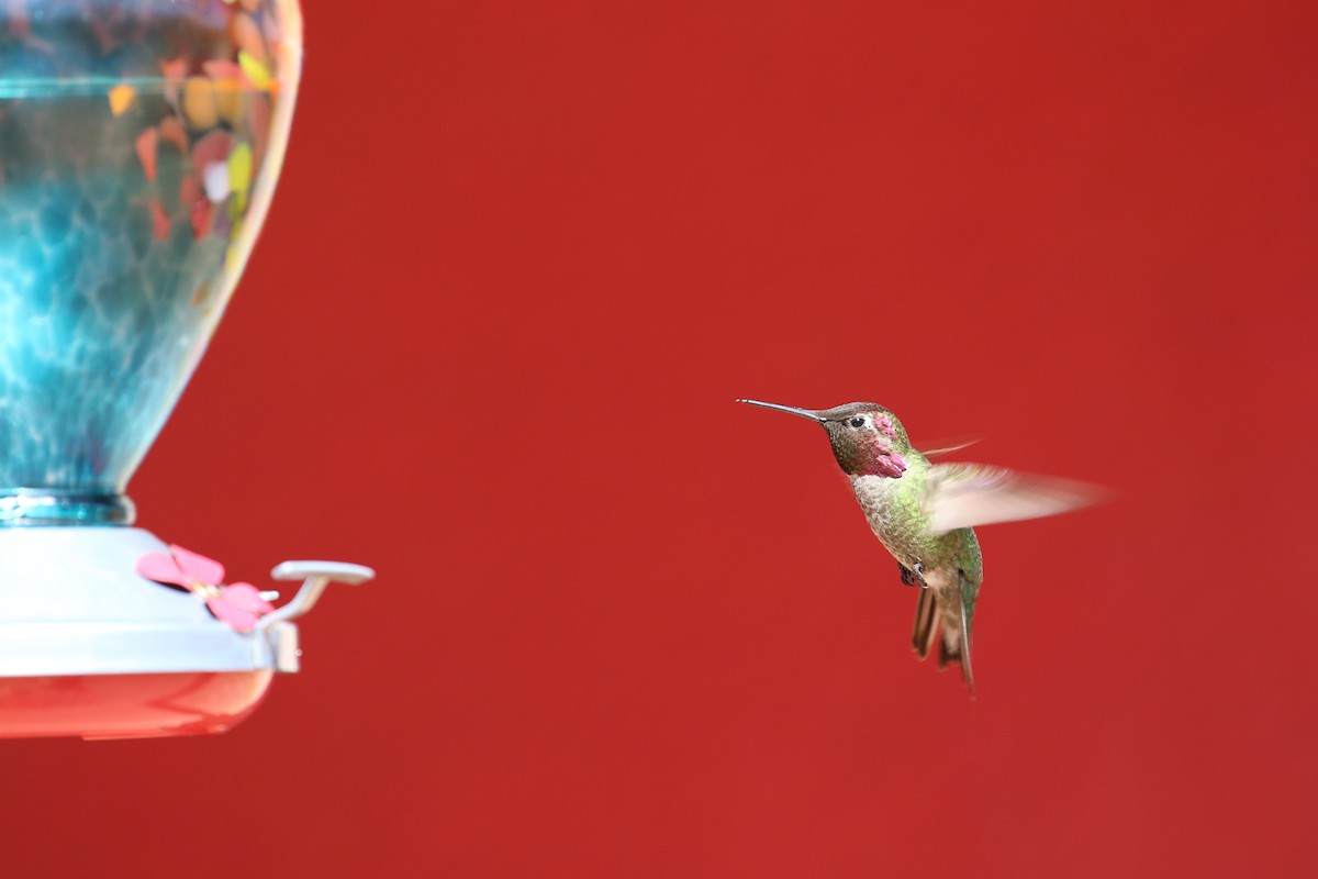 Anna's Hummingbird - ML633887337