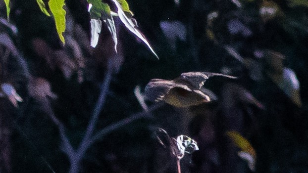 Painted Buttonquail - ML633887412