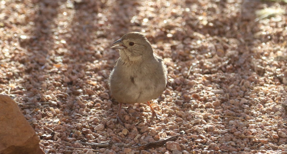 Canyon Towhee - ML633887488