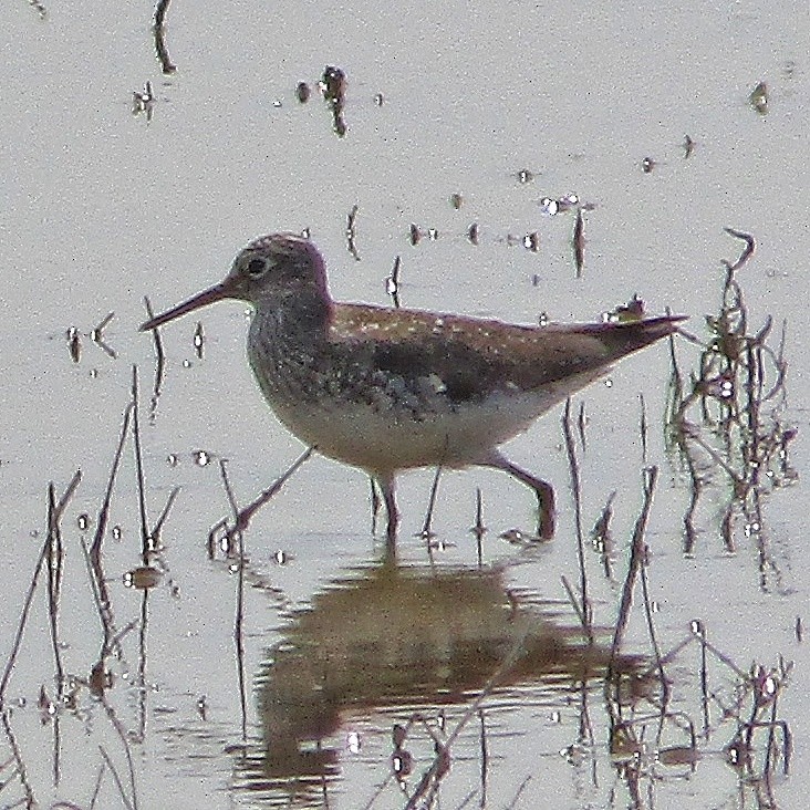 Solitary Sandpiper - ML633887512