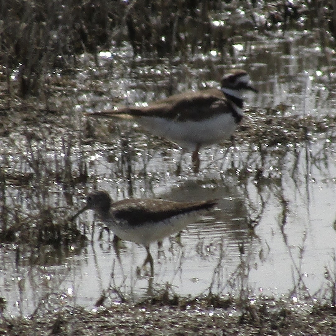 Solitary Sandpiper - ML633887513