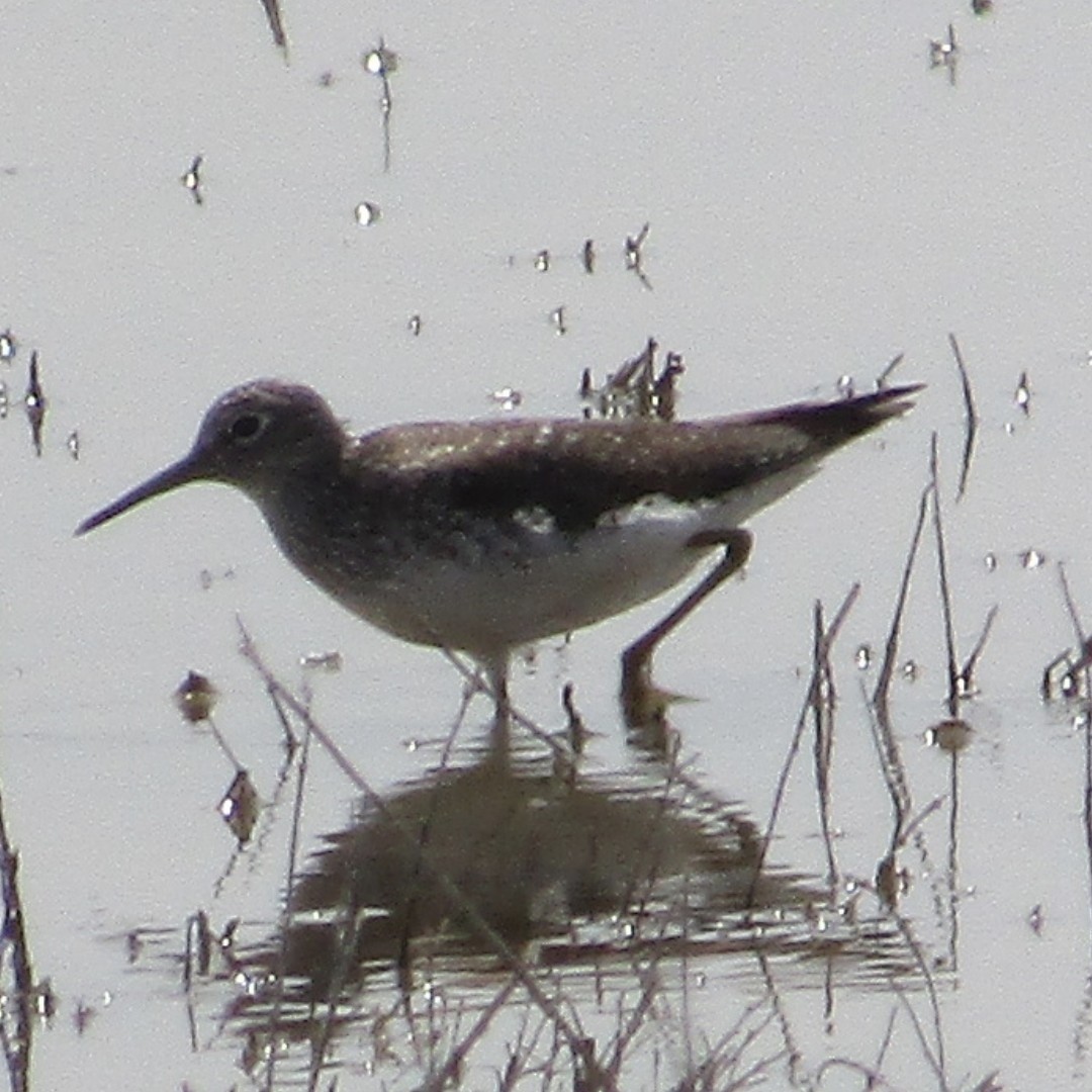 Solitary Sandpiper - ML633887514
