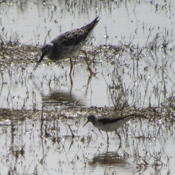 Solitary Sandpiper - ML633887541