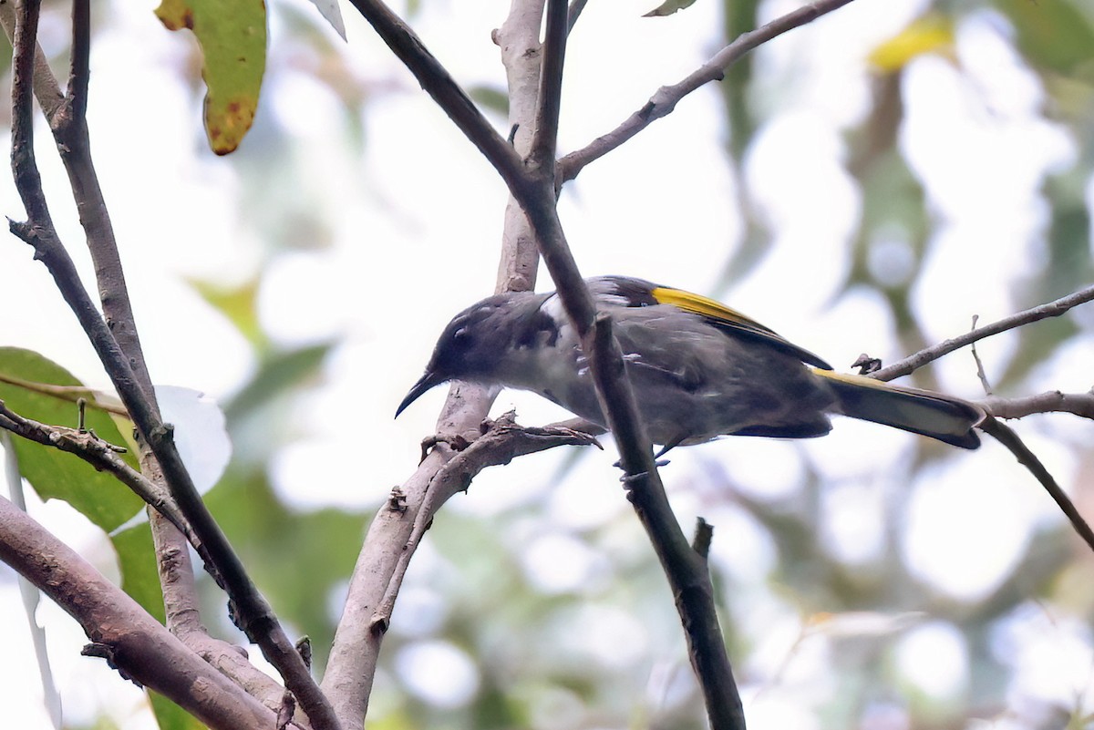 Crescent Honeyeater - ML633887556