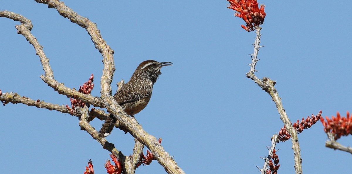 Cactus Wren - ML633887756