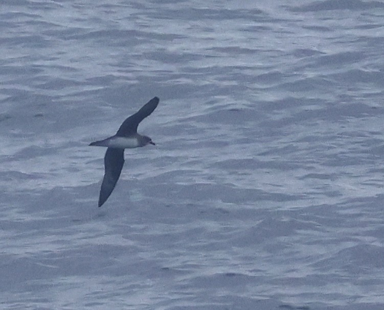 Herald Petrel - ML633887762