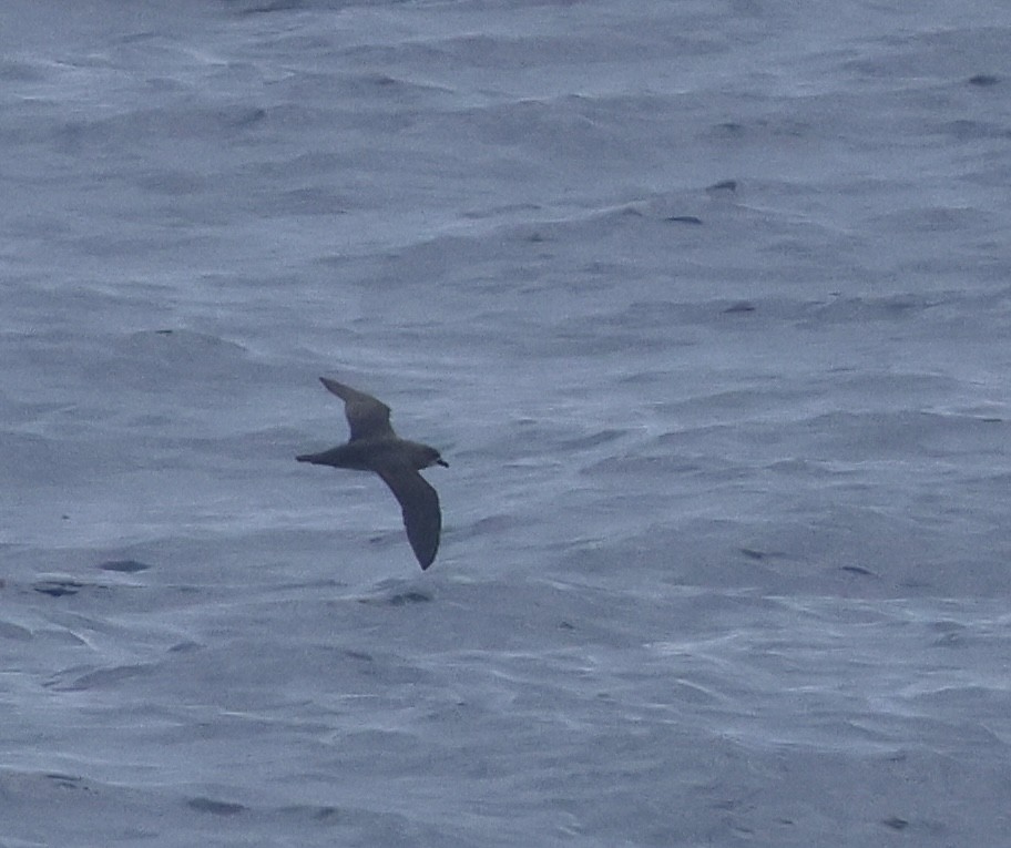 Herald Petrel - ML633887763