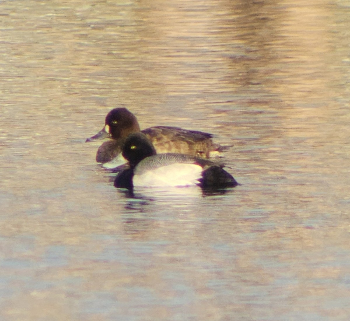 Lesser Scaup - ML633887821