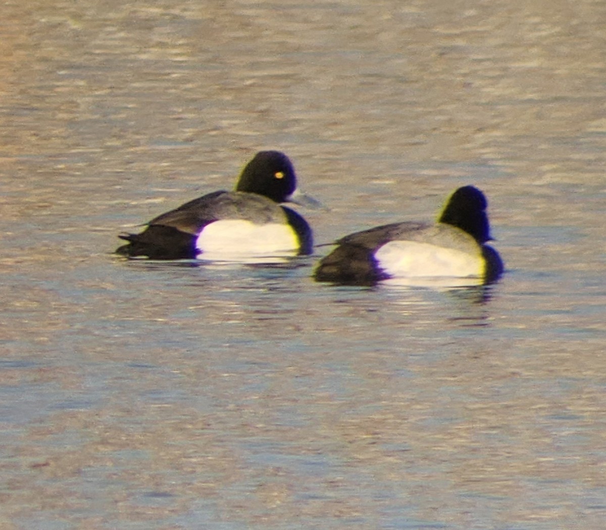 Lesser Scaup - ML633887826