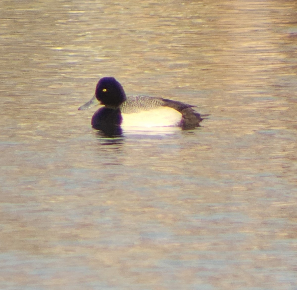 Lesser Scaup - ML633887829