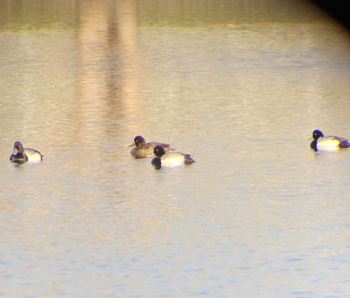 Lesser Scaup - ML633887833