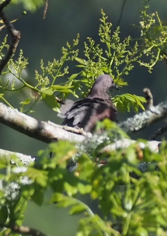 Plain Pigeon - ML633887847