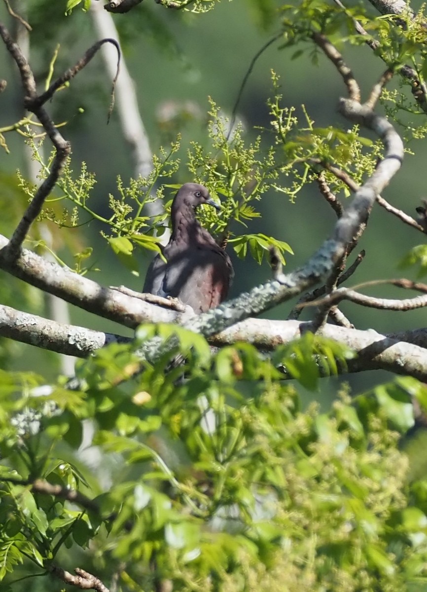 Plain Pigeon - ML633887848