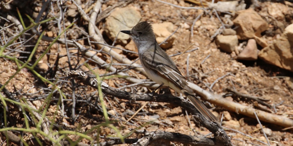 Ash-throated Flycatcher - ML633887864