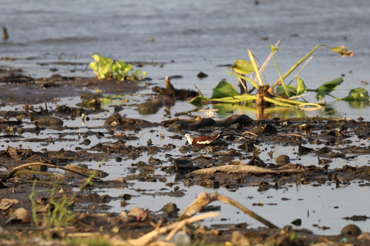 Pheasant-tailed Jacana - ML633887964