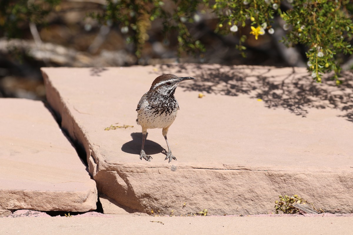 Cactus Wren - ML633888065