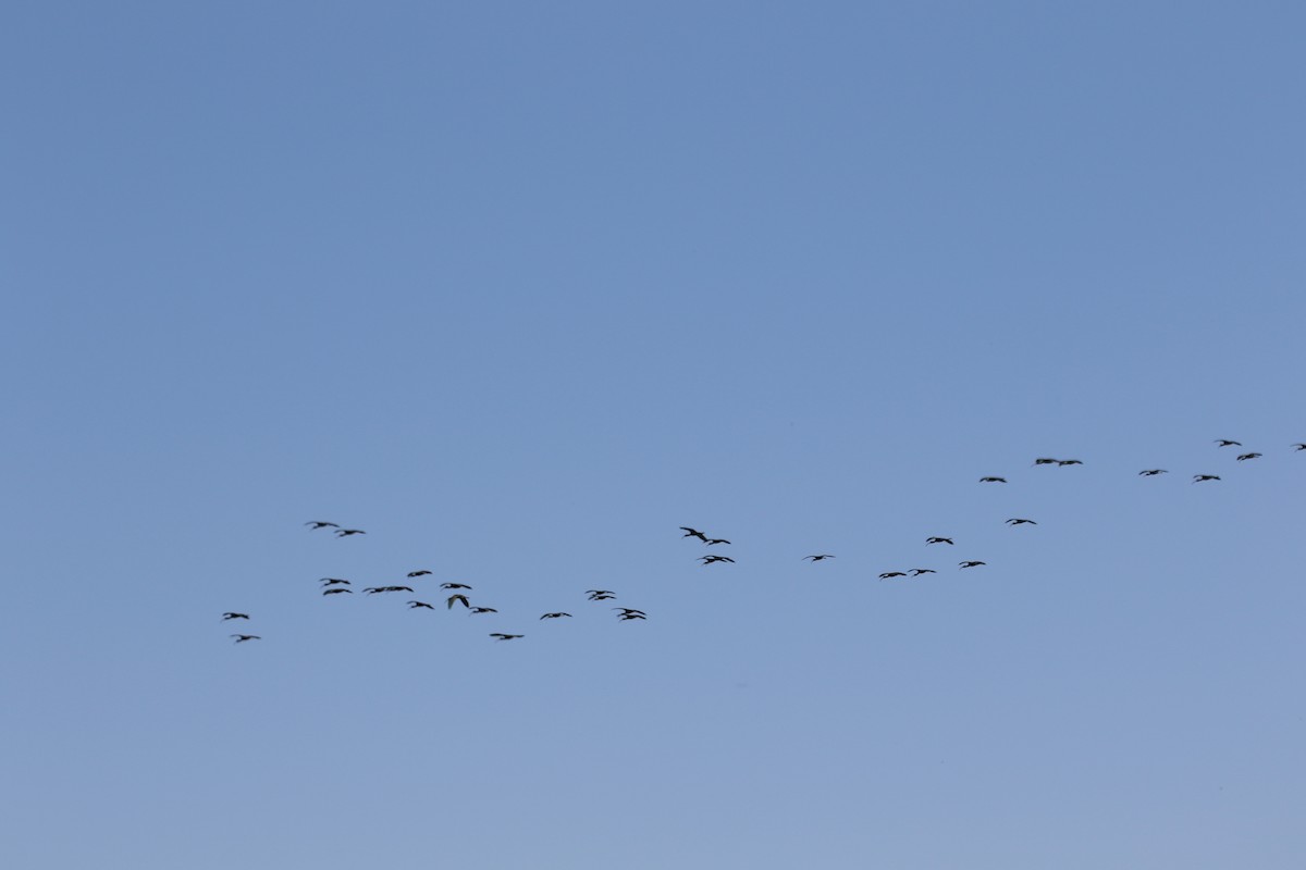 White-faced Ibis - ML633888156