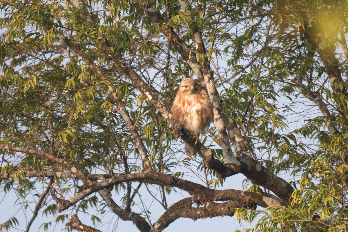 Himalayan Buzzard - ML633888173